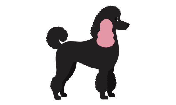 Black Poodle Dog Vector Illustration Review